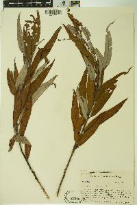 Salix caroliniana image