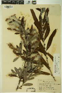 Salix caroliniana image