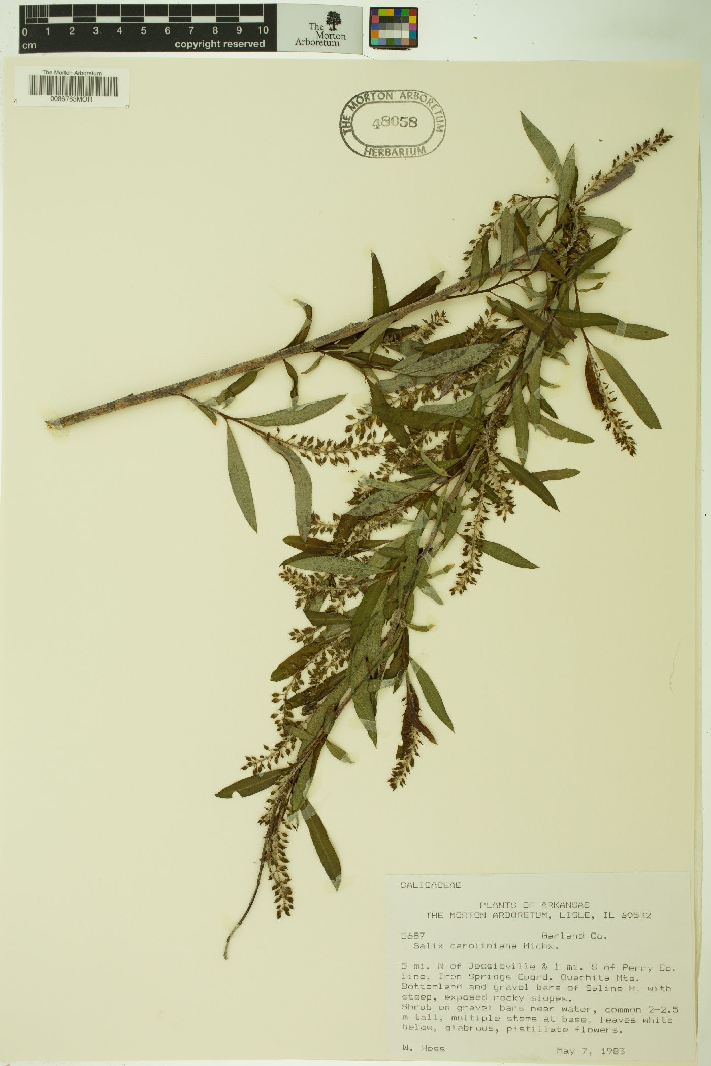 Salix caroliniana image