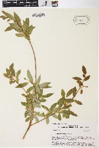 Salix amygdaloides image