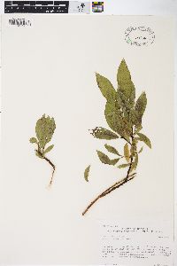 Salix boothii image