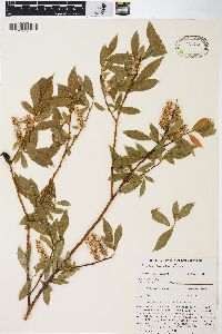 Salix boothii image