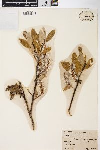 Salix glauca var. glabrescens image