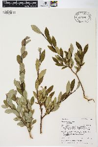 Salix bebbiana var. bebbiana image