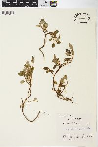 Salix arbutifolia image