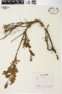 Salix arbutifolia image