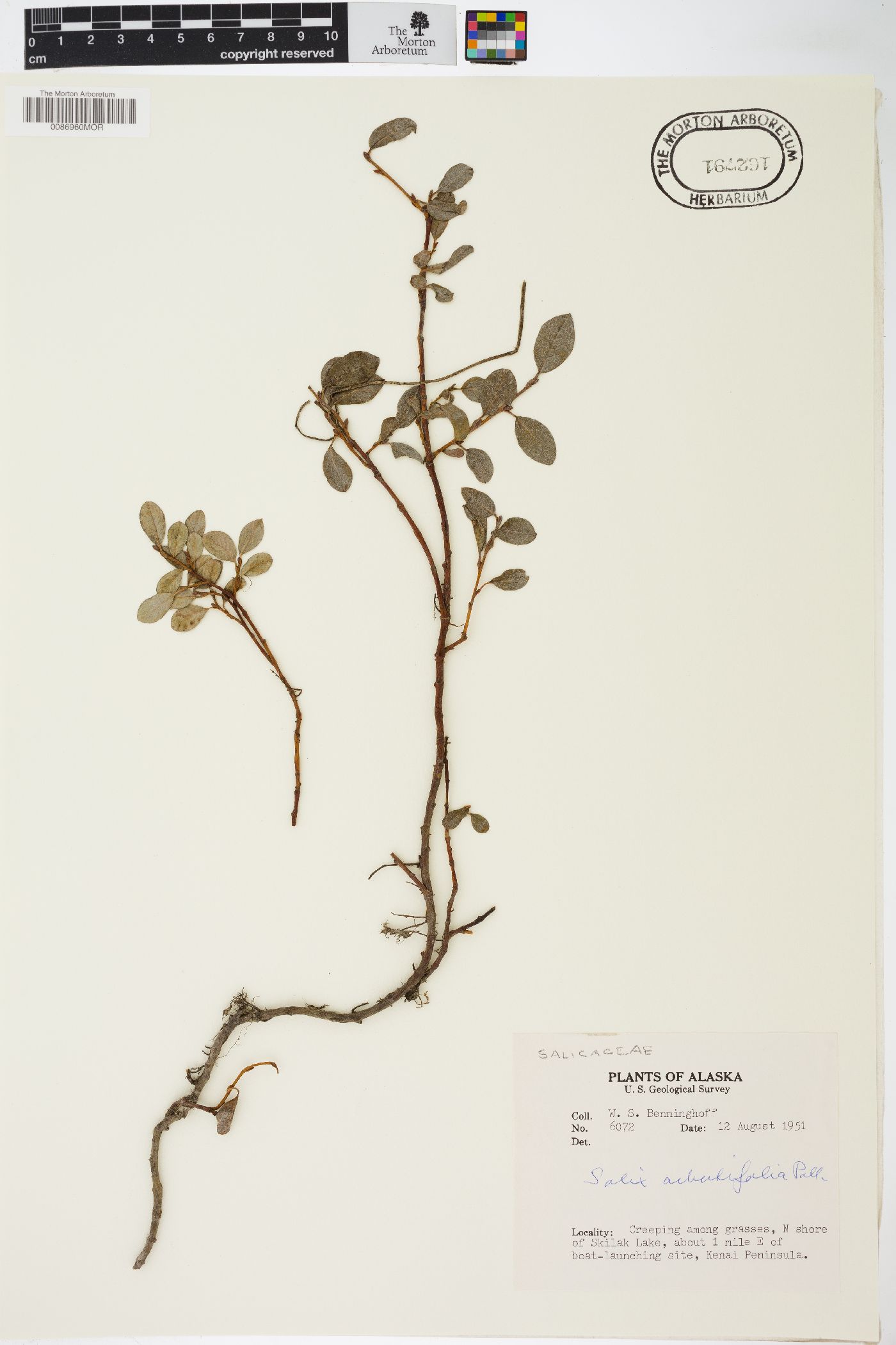 Salix arbutifolia image