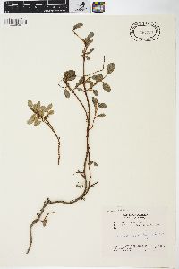 Salix arbutifolia image