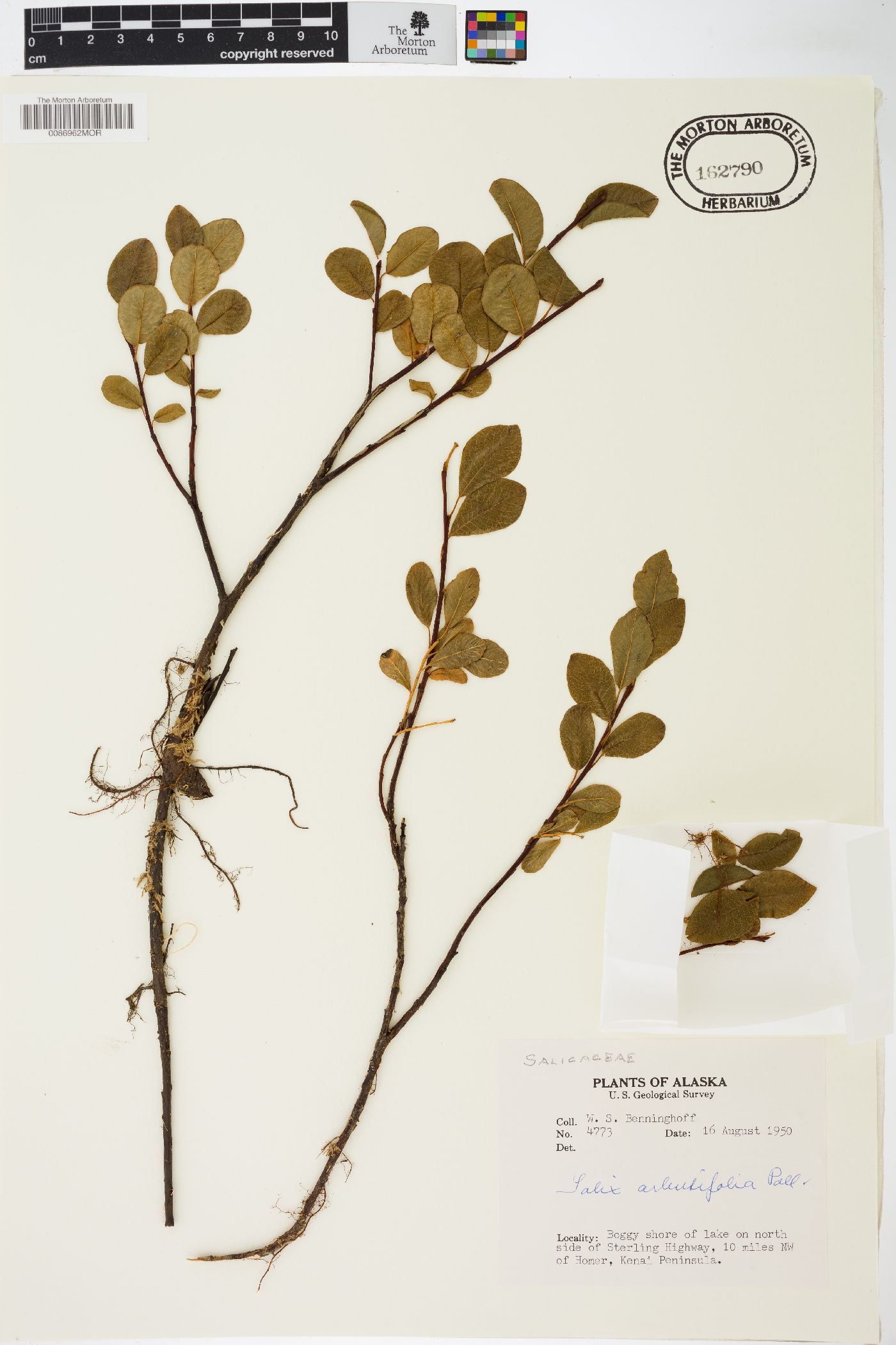 Salix arbutifolia image