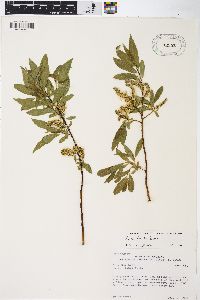 Salix boothii image