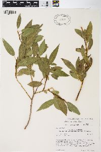 Salix boothii image