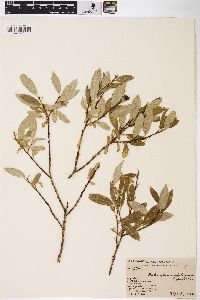 Salix glauca var. glabrescens image