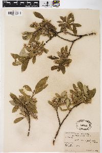 Salix glauca var. glabrescens image
