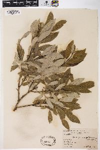 Salix glauca var. glabrescens image
