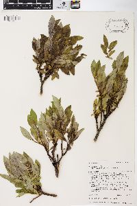 Salix glauca var. villosa image