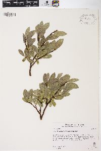 Salix glauca var. villosa image