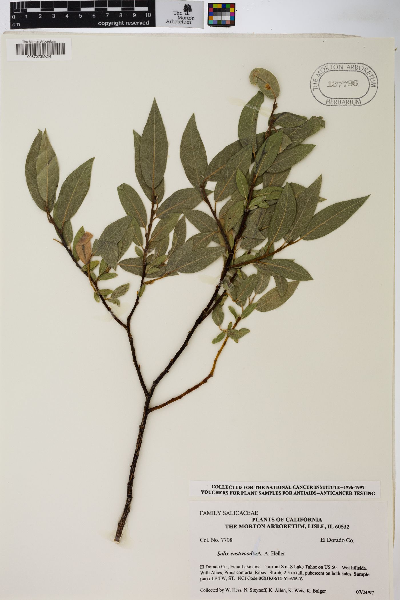 Salix eastwoodiae image