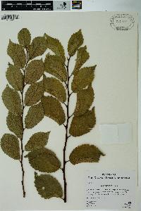 Ulmus minor image