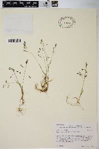 Poa reflexa image