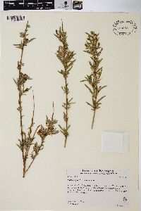 Salix exigua var. exigua image