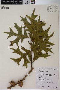 Quercus laevis image