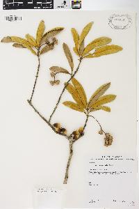 Quercus geminata image