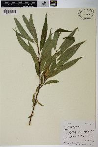 Salix lasiandra image