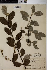 Salix caprea image