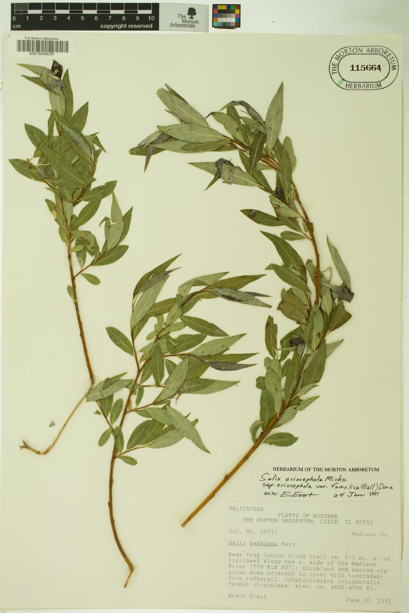 Salix eriocephala subsp. eriocephala image