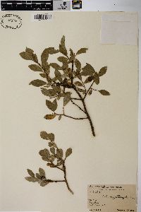 Salix myrtillifolia image