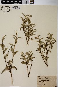 Salix myrtillifolia image