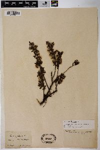 Salix myrtilloides image