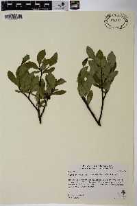 Salix planifolia image