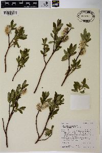 Salix planifolia image