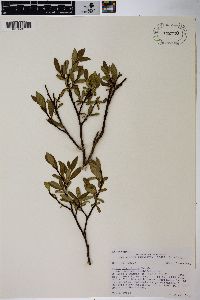 Salix planifolia image