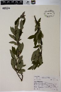 Salix planifolia image