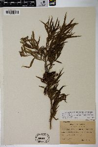 Salix nigra var. lindheimeri image