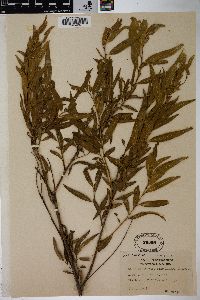 Salix nigra var. lindheimeri image