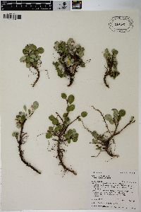 Salix nivalis image