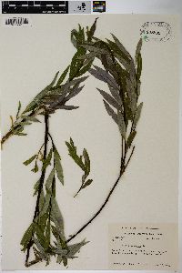 Salix petiolaris image