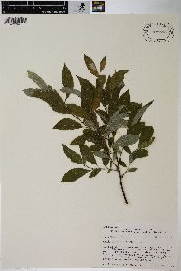 Salix petiolaris image