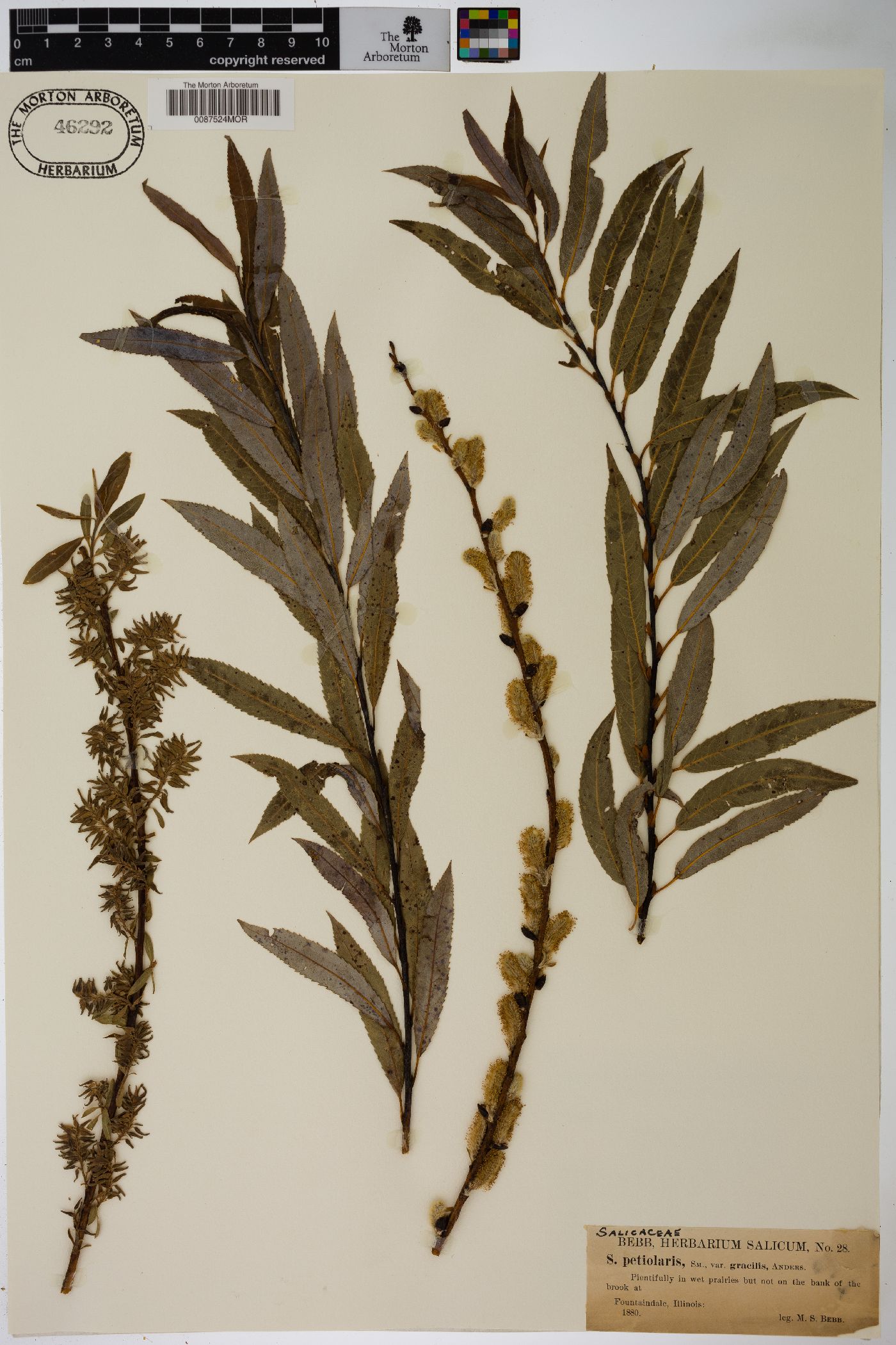 Salix petiolaris var. gracilis image