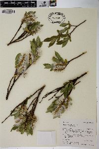 Salix planifolia image