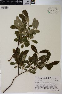 Salix scouleriana image