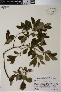 Salix scouleriana image