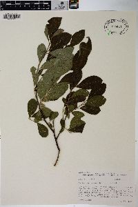 Salix scouleriana image