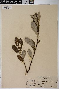 Salix scouleriana image