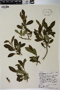 Salix scouleriana image