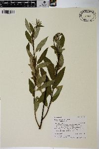 Salix planifolia image