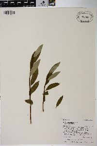 Salix planifolia image